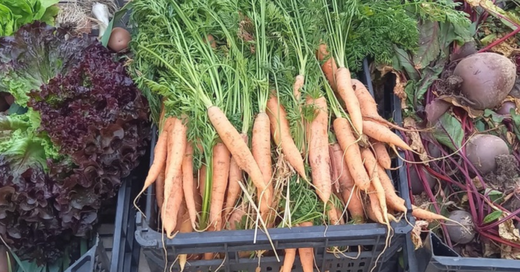 Carrota Monchique Homestead