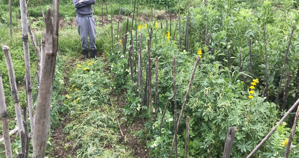 Easy Vegetables to Grow for Beginners in a Mediterranean Climate