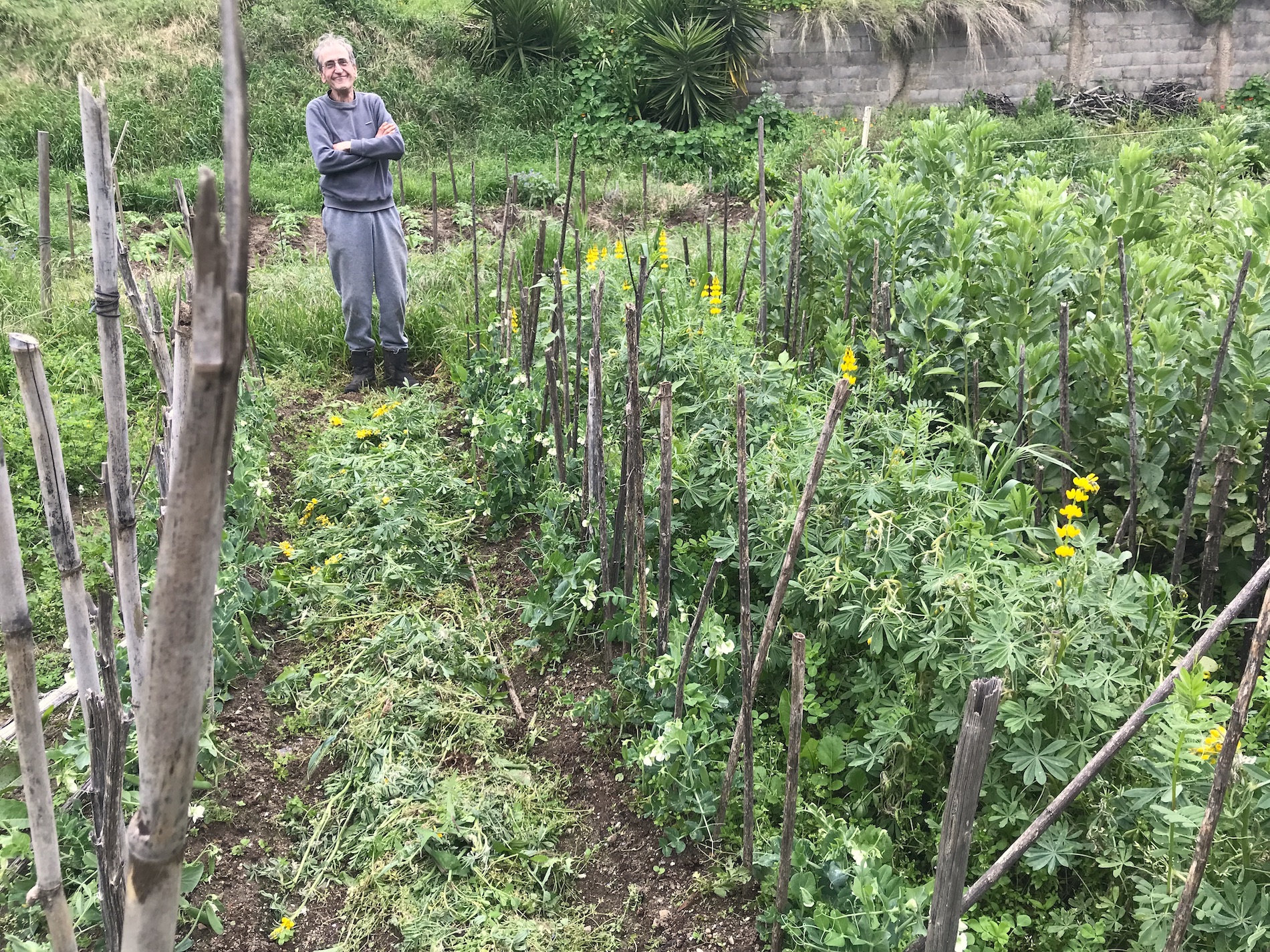 Vegetable garden in Monchique in May-June
