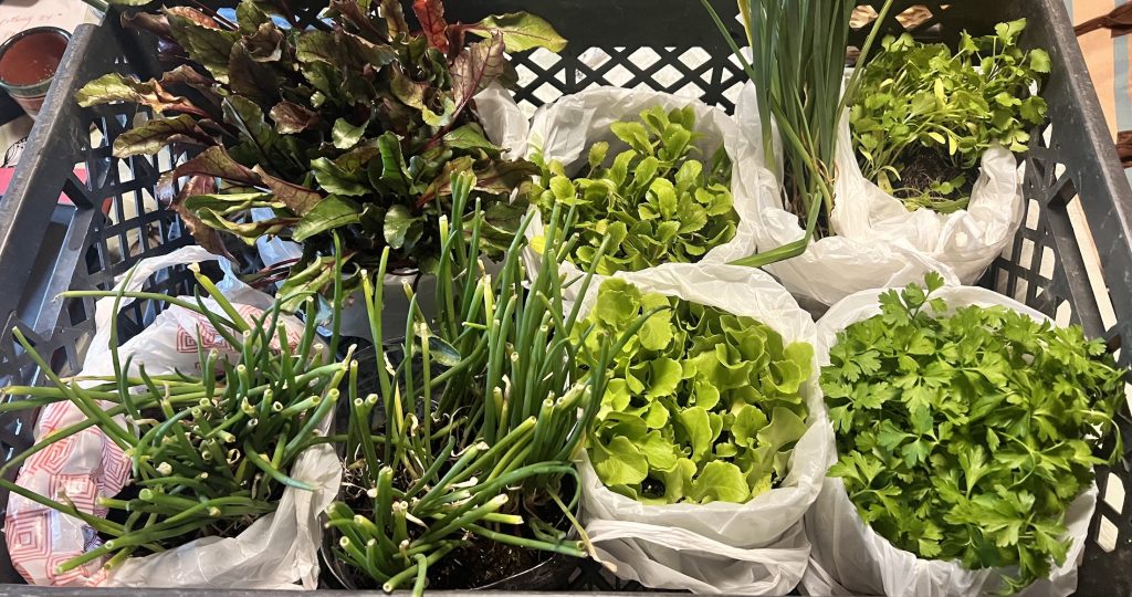 When to Plant What: A Vegetable Planting Guide for the Serra de Monchique