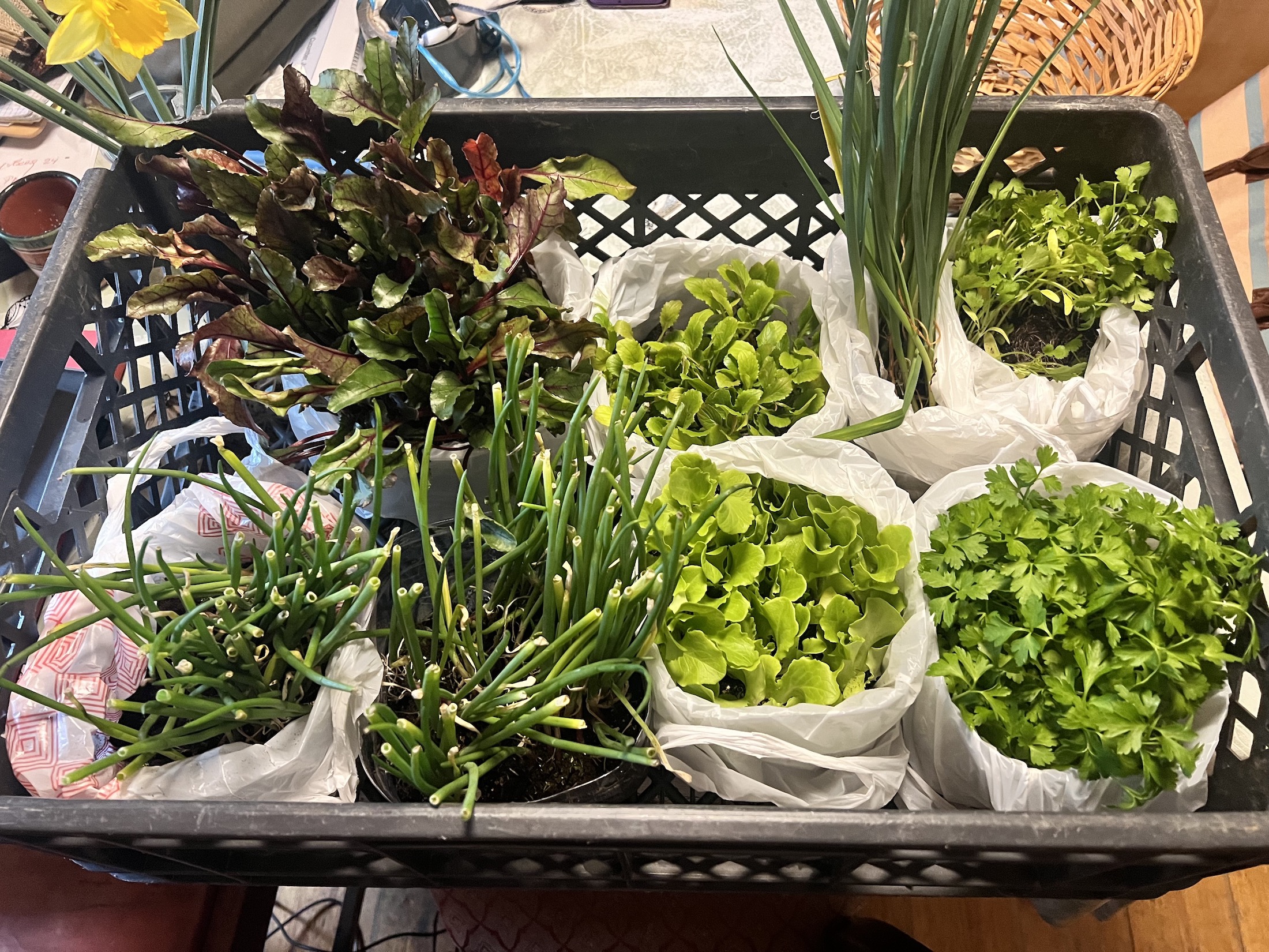 Seedlings for vegetable Garden in Monchique