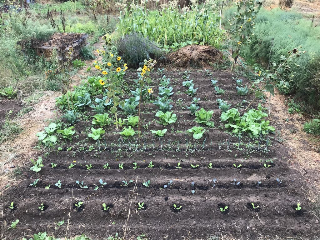 Vegetable garden monchique homestead September October