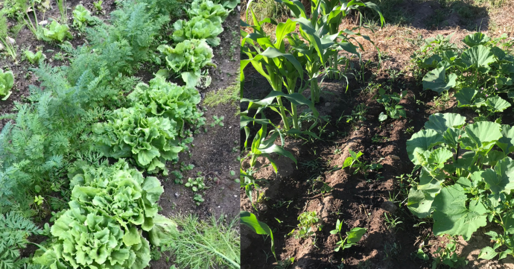 Autumn and Summer Garden at Monchique Homestead