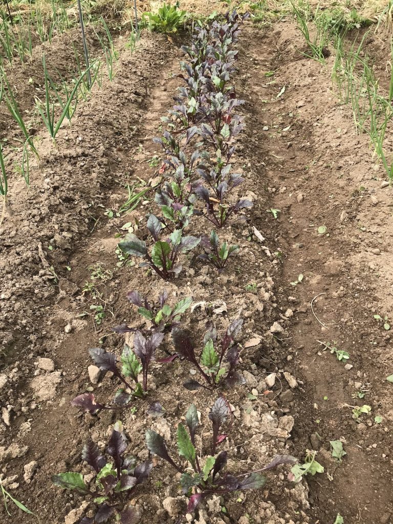 Young beetroots monchique homestead