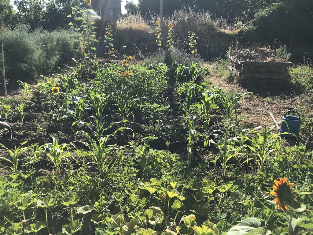 Summer vegetable garden Monchique Homestead