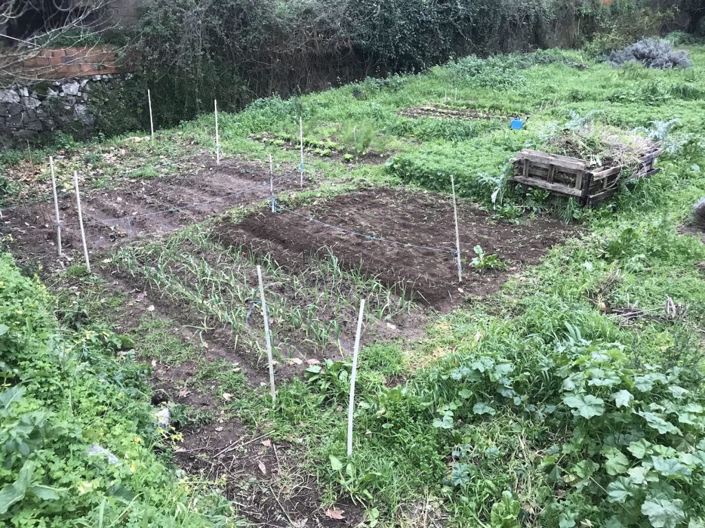 Preparing beds in spring in the vegetable garden monchique homestead