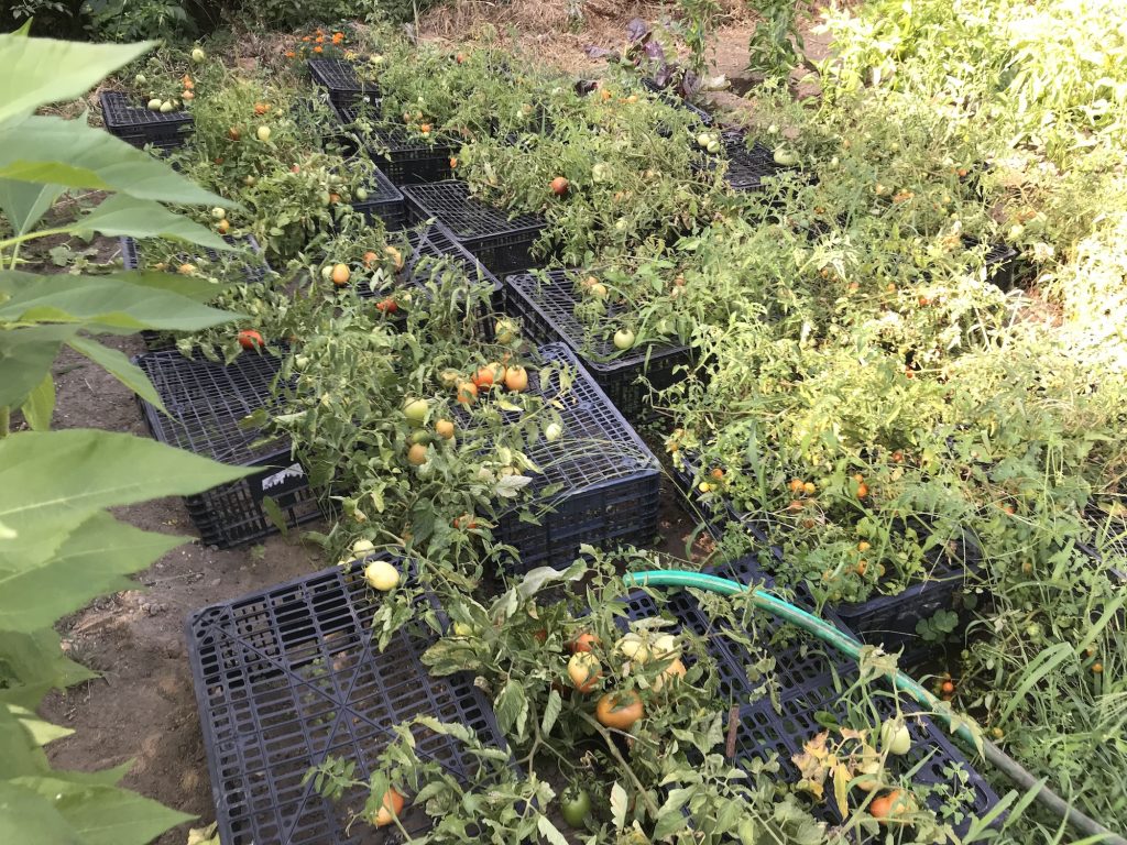 Tomato plants monchique homestead