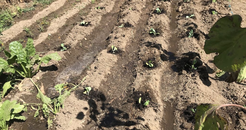 Watering a Warm Dry Climate Vegetable Garden
