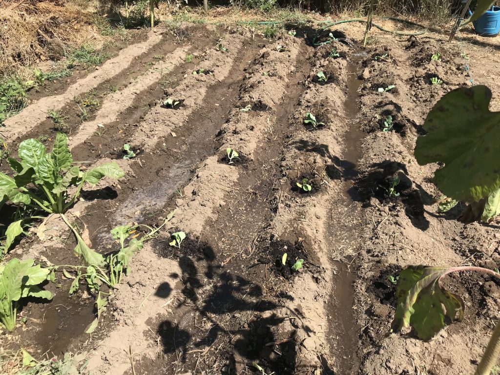 young seedlings in the soil, Monchique homestead