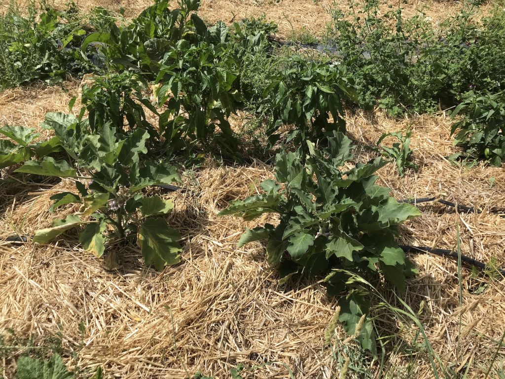 Mulched aubergines monchique homestead