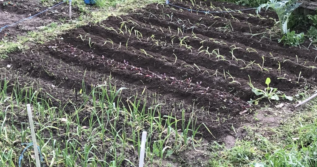 What to Sow and Plant in April — Serra de Monchique & Western Algarve