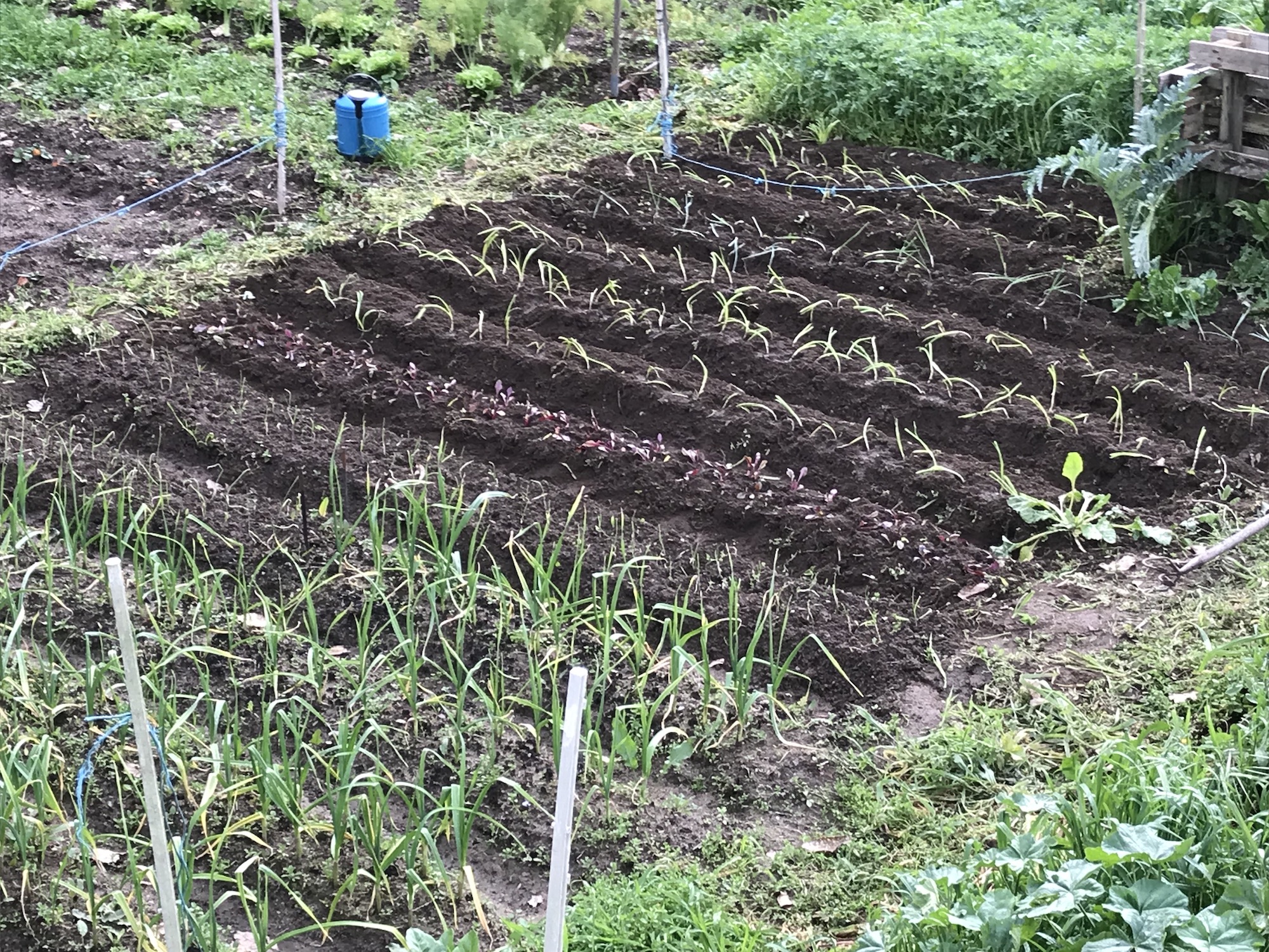 Just planted seedlings in spring, monchique homestead