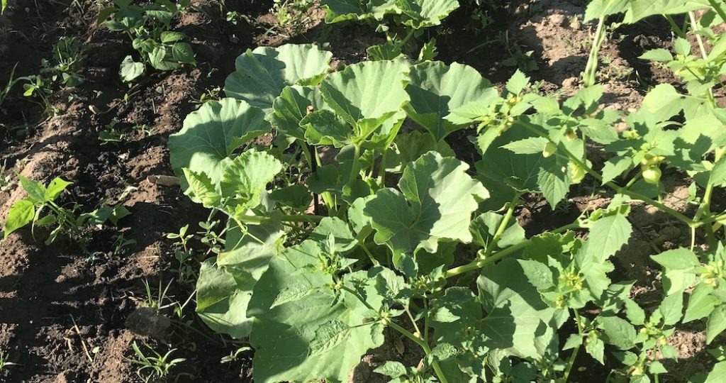 Companion Planting and Crop Rotation in Warm Dry Climates