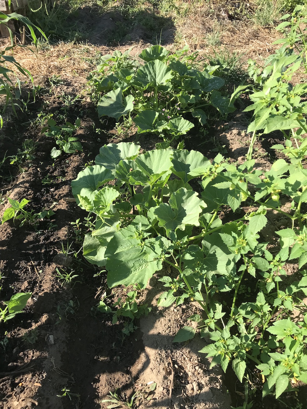 Companion planting, three sisters