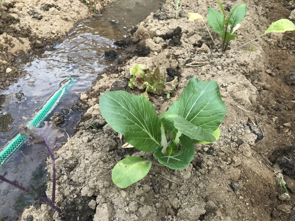 Watering with water hose in vegetable garden monchique homestead