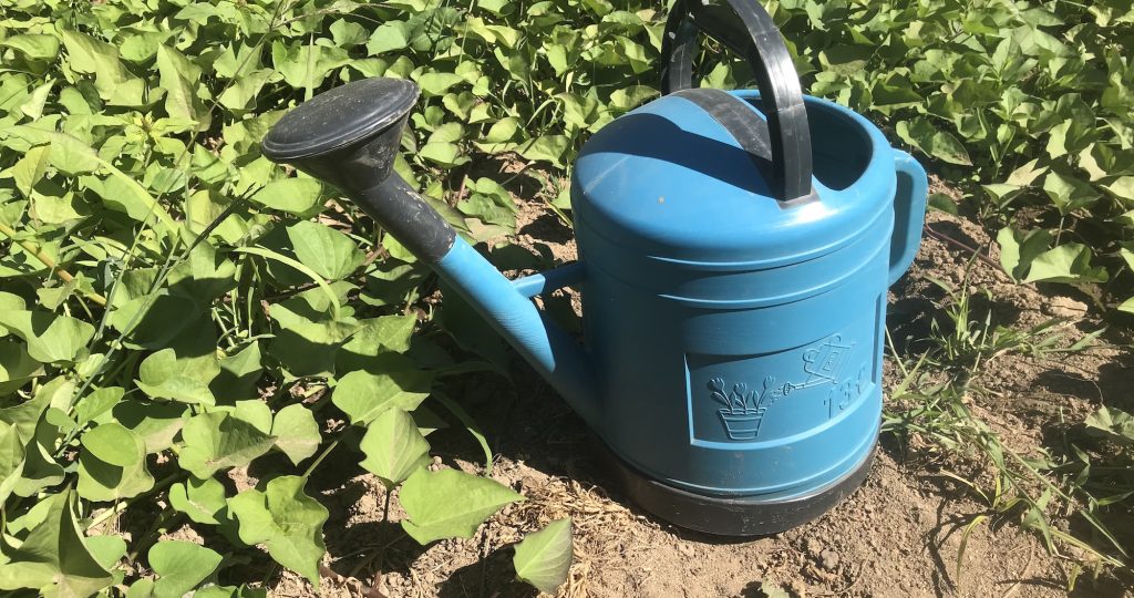 Watering Your Vegetable Garden in a Warm Dry Climate