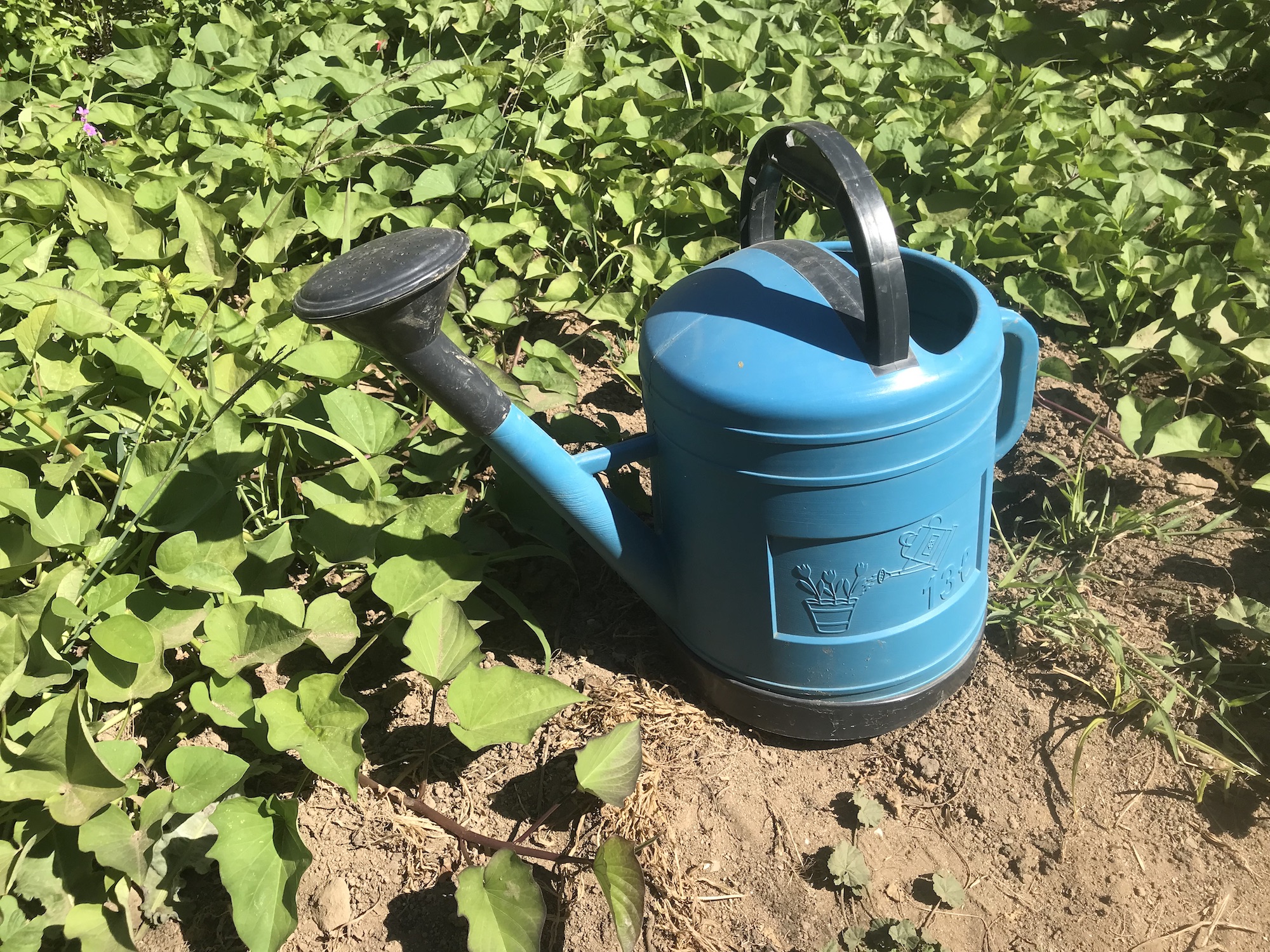 Watering can for the vegetable garden Monchique homestead