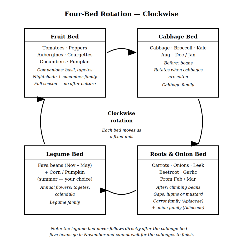 Companion planting crop rotation