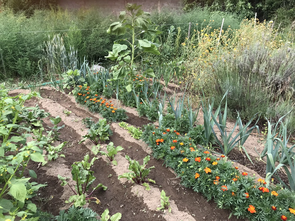 Crops growing in may at monchiquehomestead