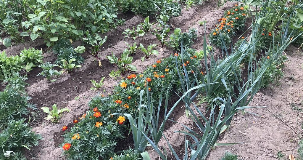 What to Sow and Plant in May — Warm Dry & Temperate Climate Gardens
