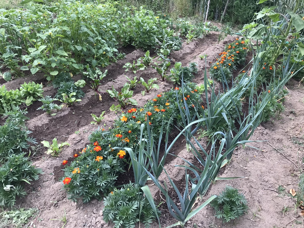 monchiquehomestead garden in May