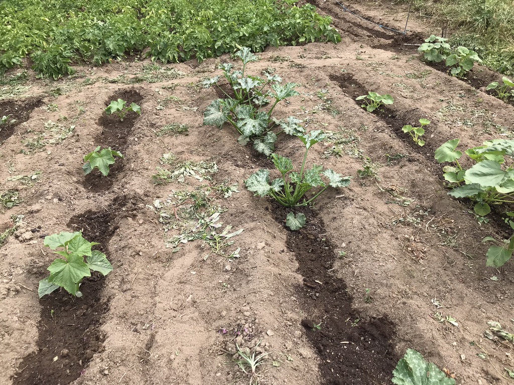 Small pumpkin plants growing from seeds