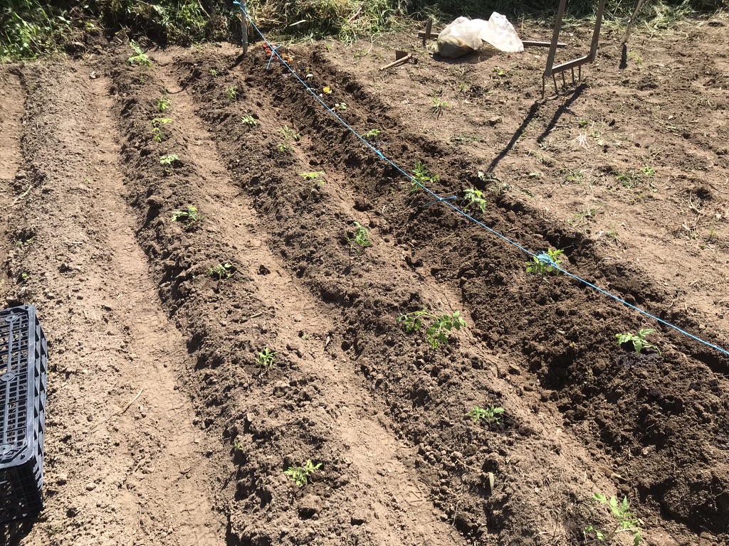 Tomatoes just planted. Monchique Homestead