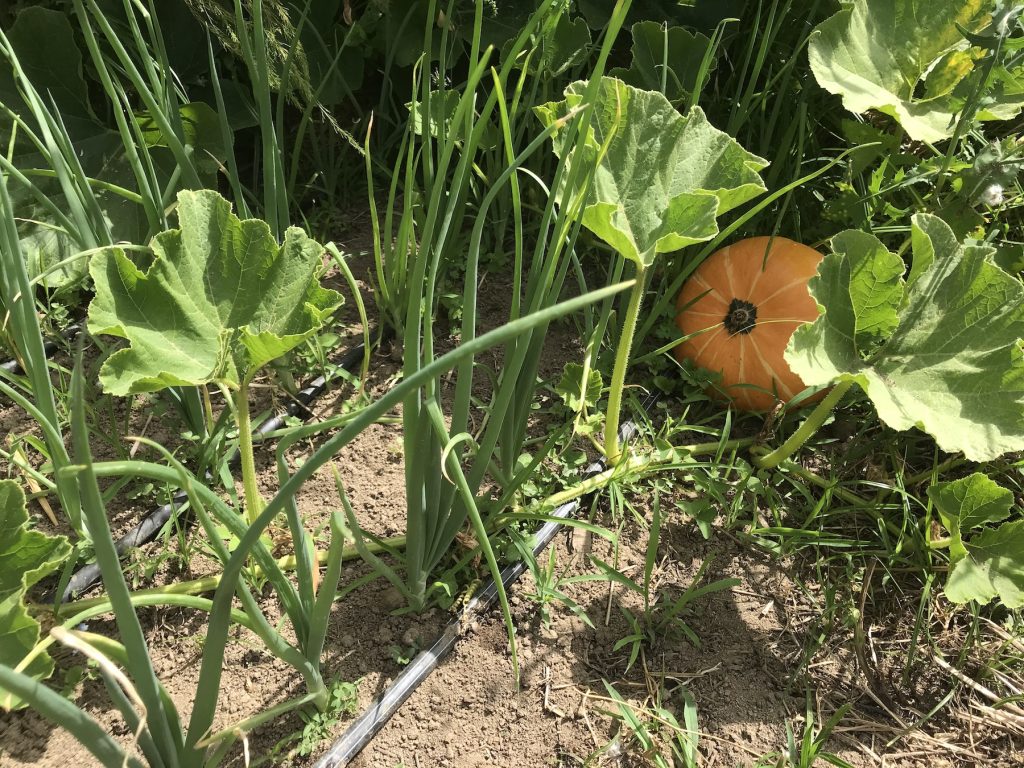 Drip irrigation with pumpkins - Monchique homestead