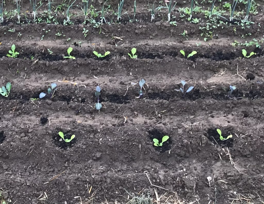 Monchique Homestead Cabbage planted in a little ditch