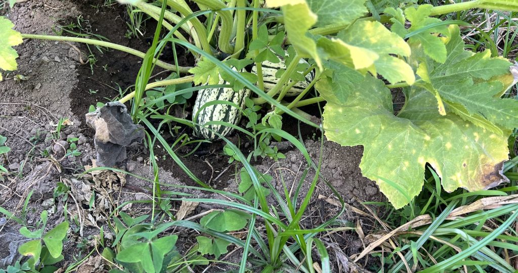 August Myths & Sowing in a Warm Dry Climate